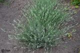 Lavandula angustifolia. Растения в стадии бутонизации. ЛНР, Славяносербский р-н, с. Хорошее, сортоиспытательная опытная станция, участок лекарственных растений. 26.06.2025.