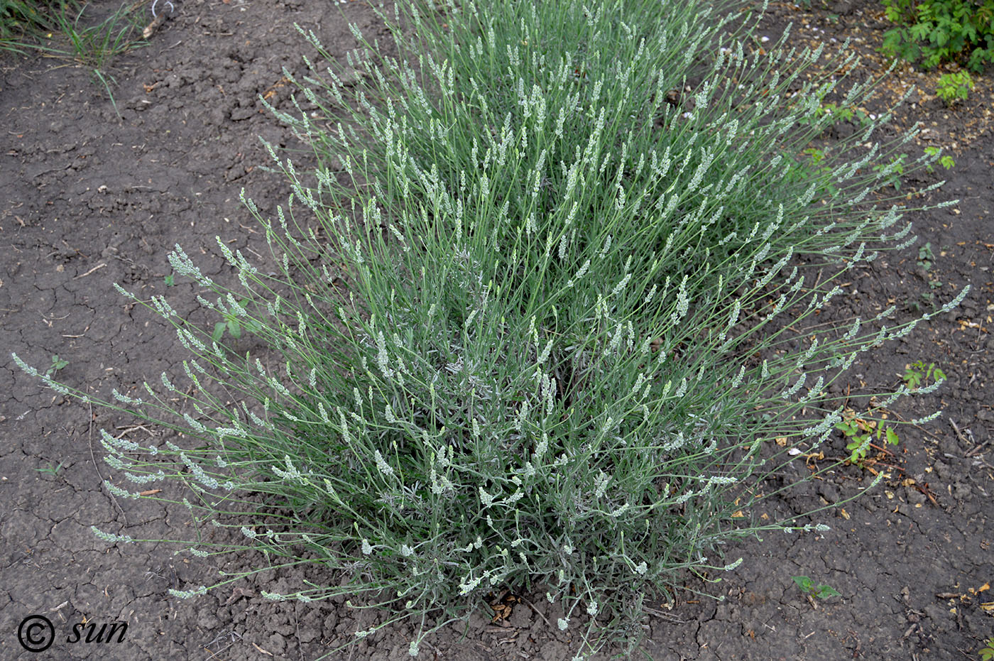 Image of Lavandula angustifolia specimen.