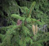 Image of taxon representative. Author is Игорь Павлов