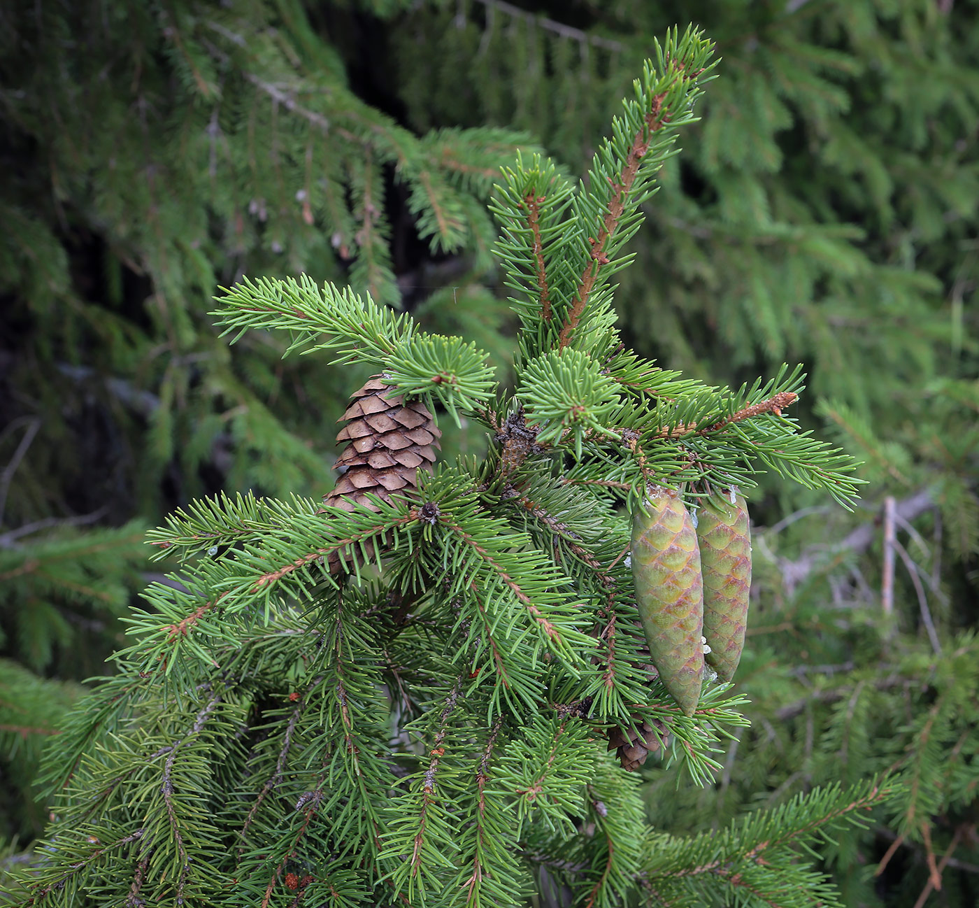 Image of Picea &times; fennica specimen.