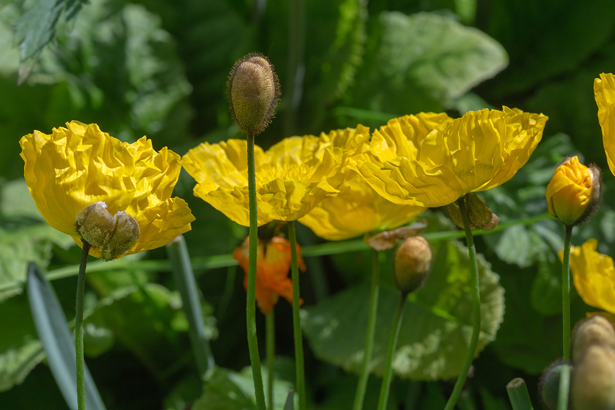 Изображение особи род Papaver.