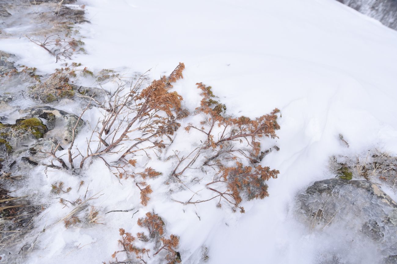 Изображение особи род Juniperus.