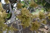 род Fraxinus