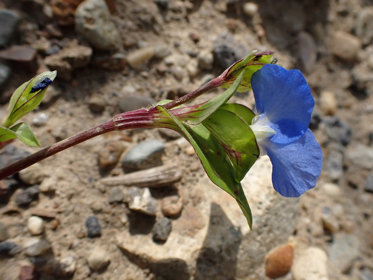 Image of Commelina communis specimen.
