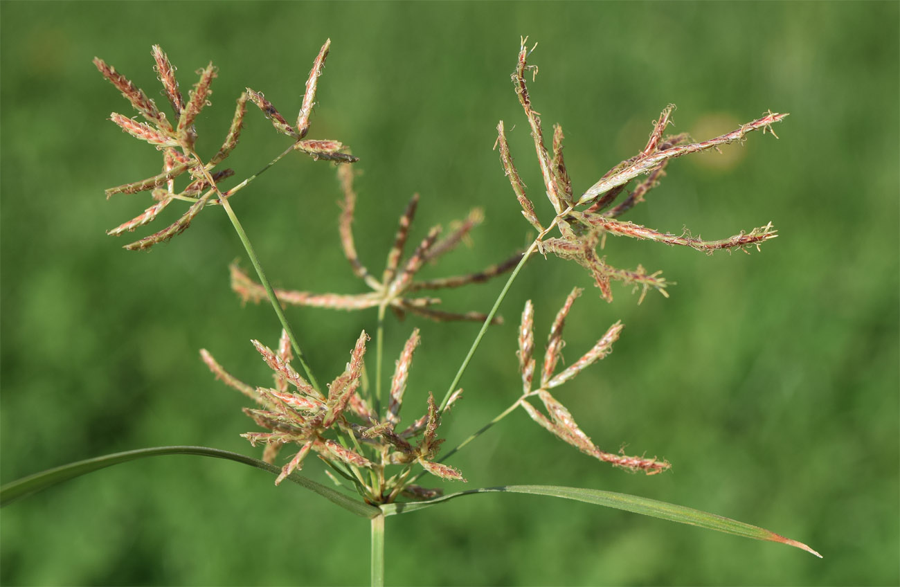 Изображение особи Cyperus rotundus.