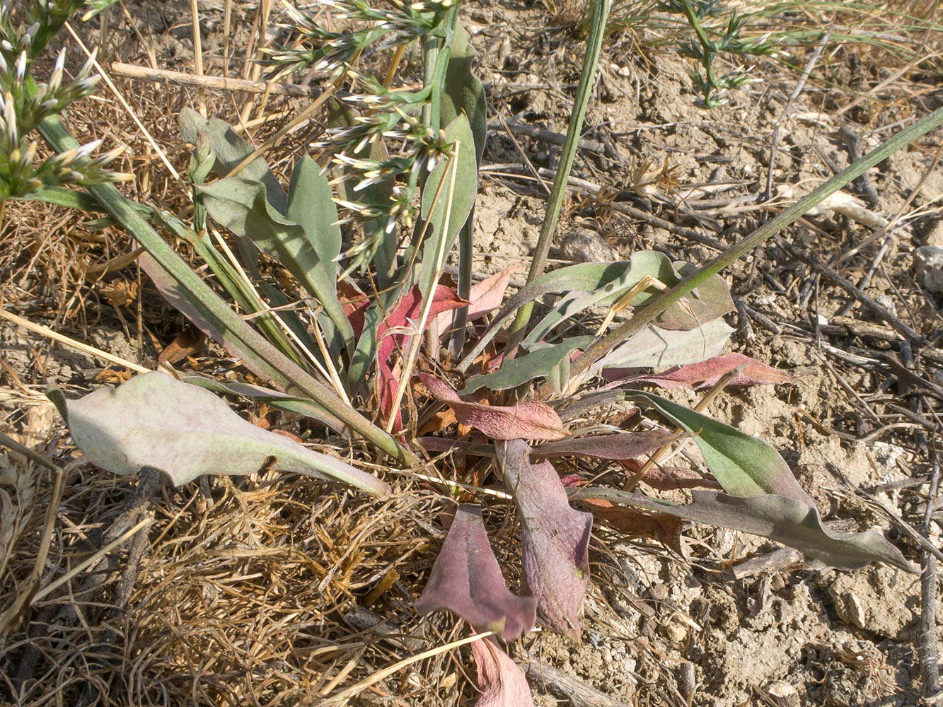 Image of genus Goniolimon specimen.