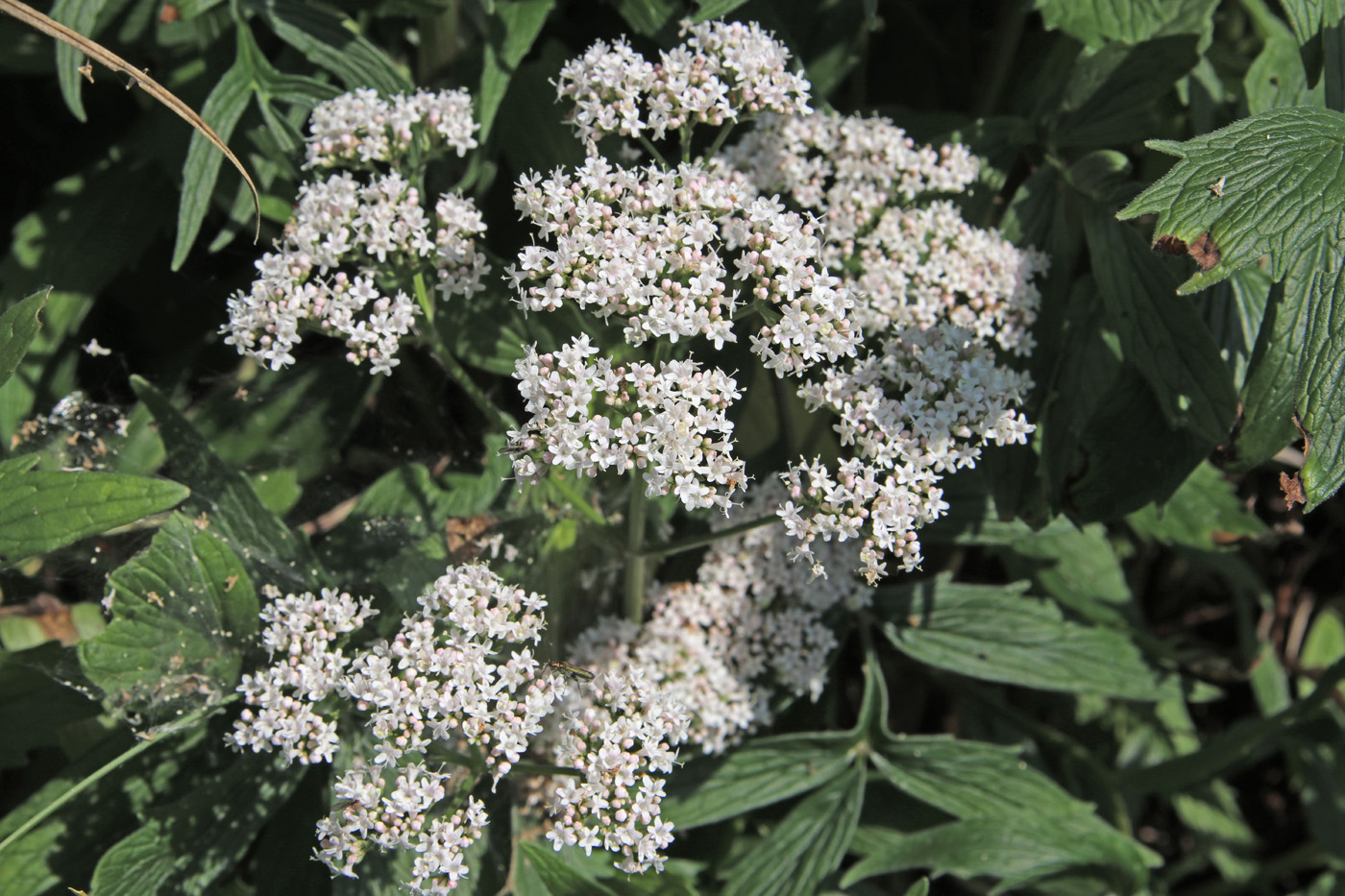 Изображение особи Valeriana officinalis.