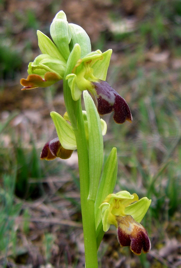 Изображение особи Ophrys fusca.