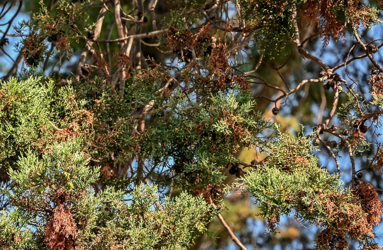 Image of Cupressus macrocarpa specimen.