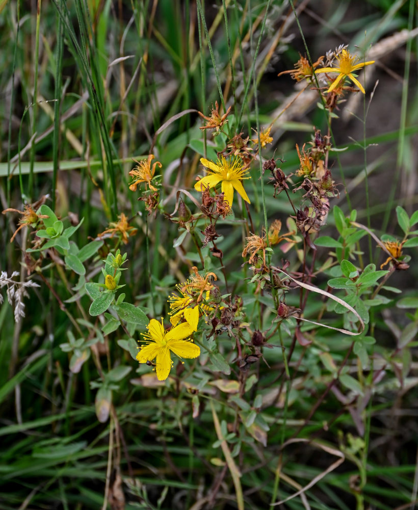 Изображение особи Hypericum perforatum.