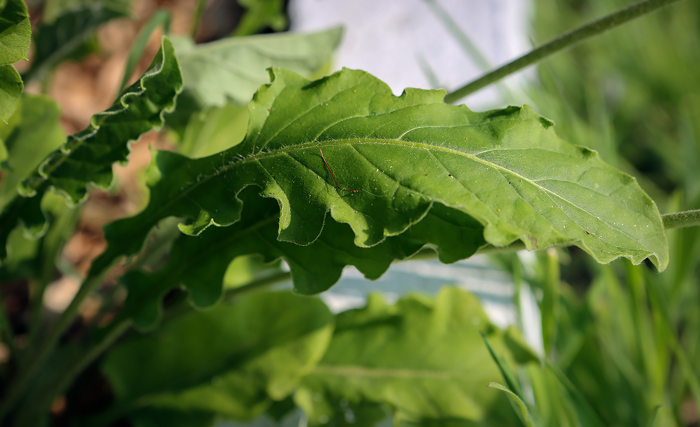Изображение особи Gerbera jamesonii.