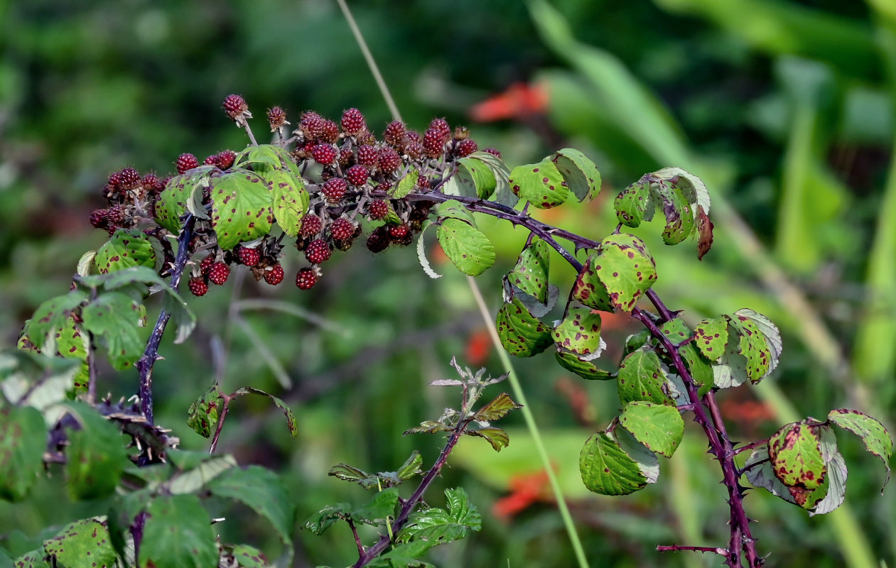 Изображение особи Rubus ulmifolius.