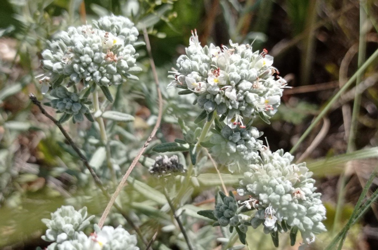 Изображение особи Teucrium capitatum.