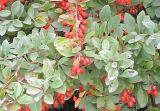 Berberis thunbergii