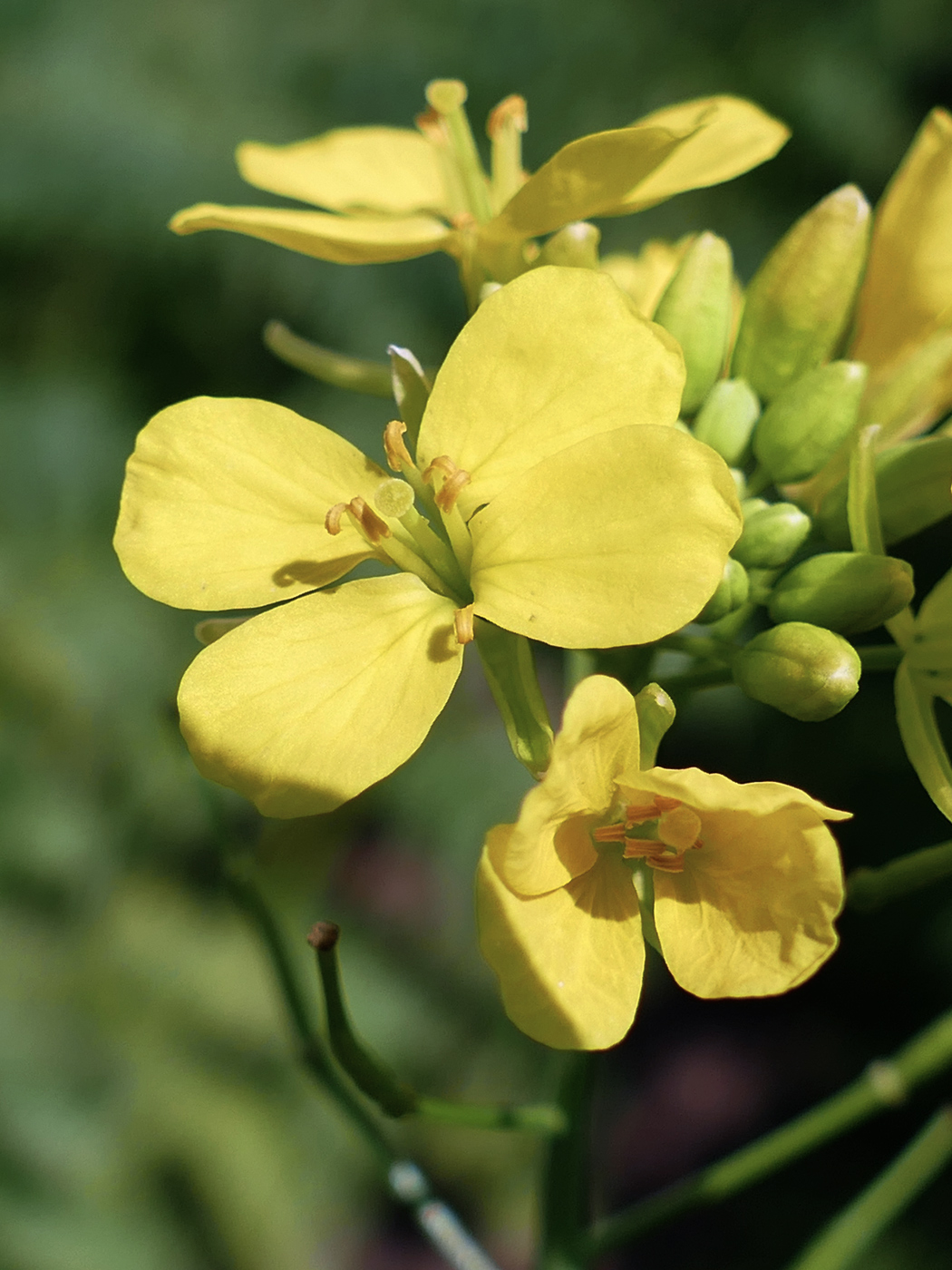 Image of Erysimum cheiranthoides specimen.