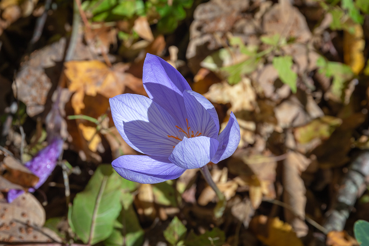 Изображение особи Crocus speciosus.