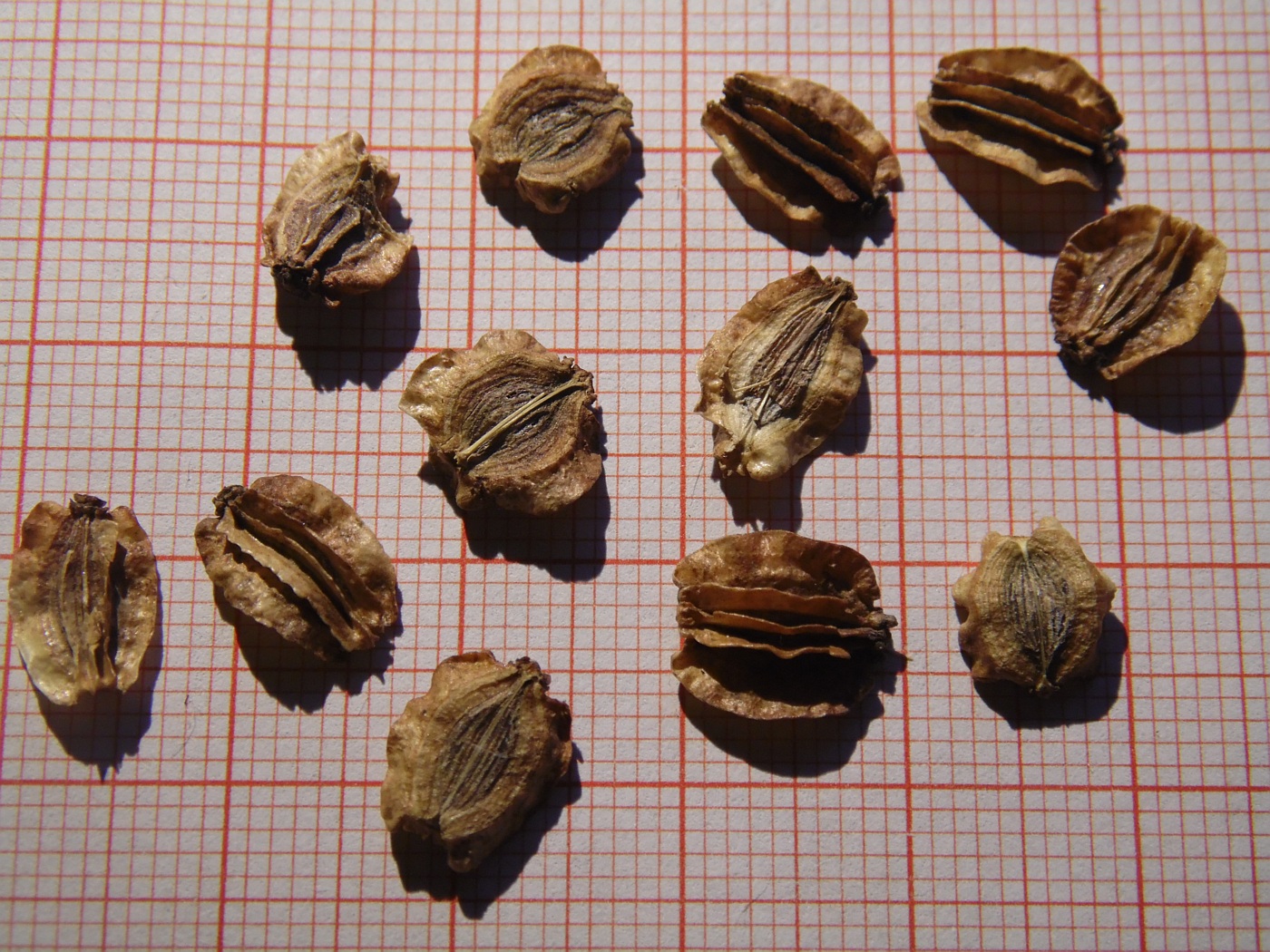 Изображение особи Ferulago sylvatica.