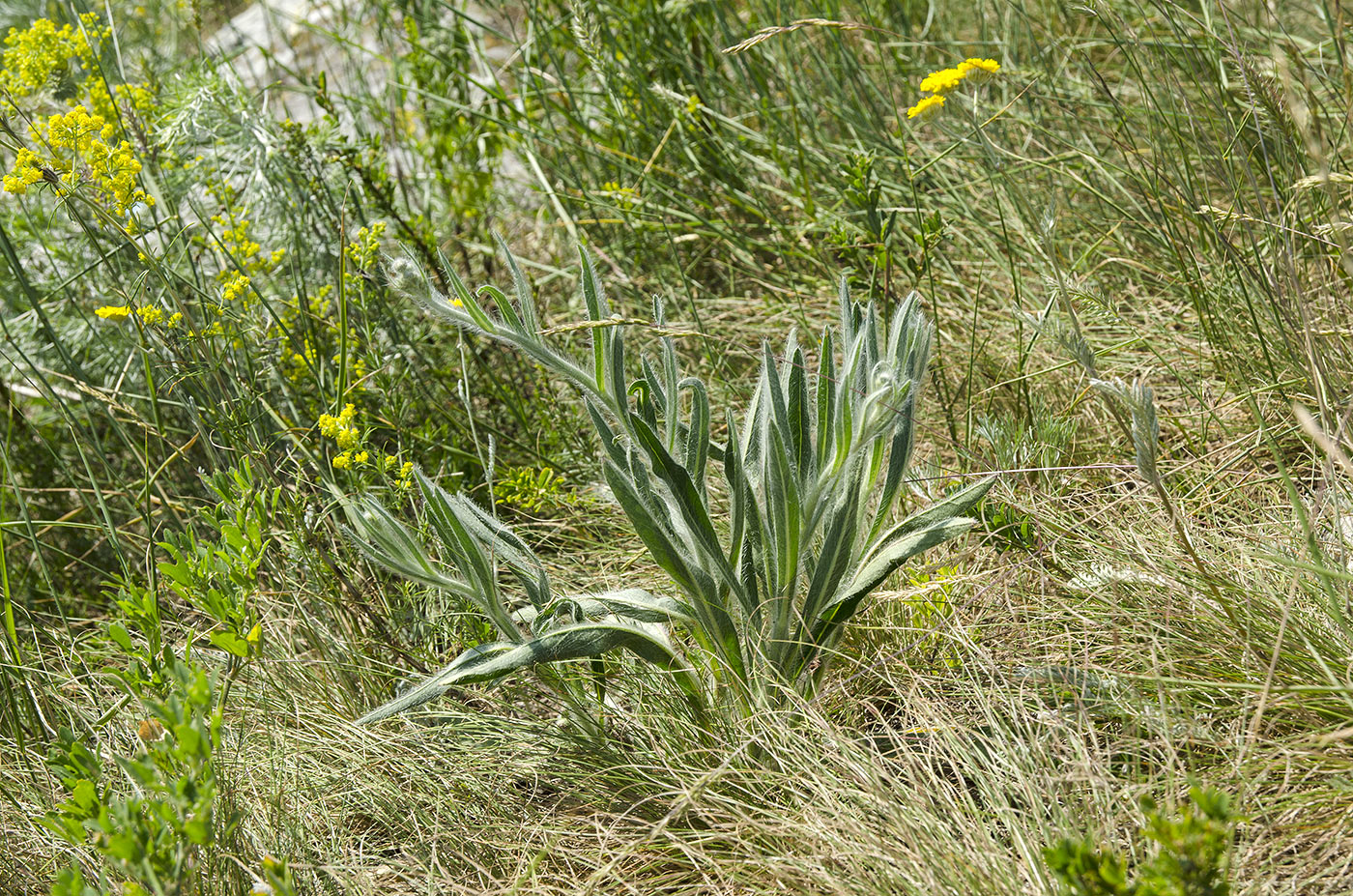 Image of genus Pilosella specimen.