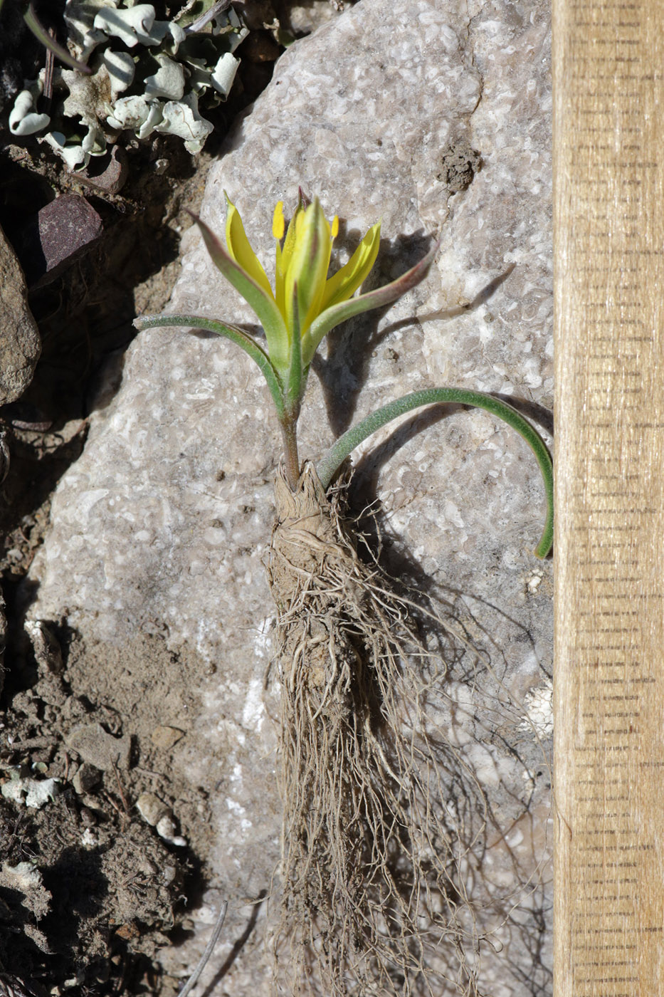 Image of Gagea taurica specimen.