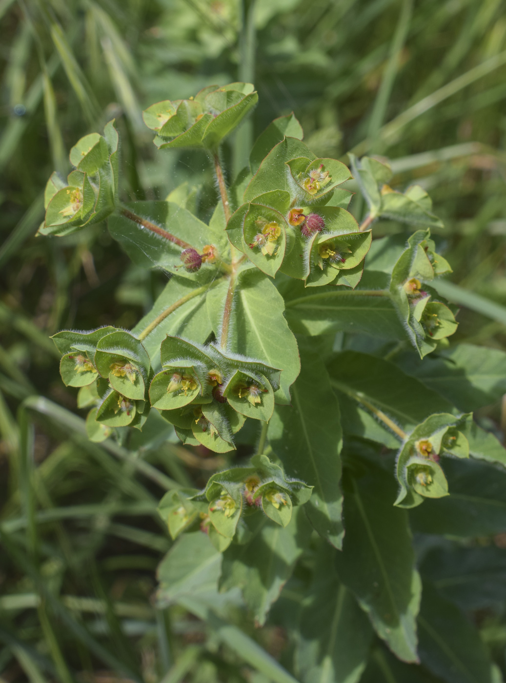 Image of Euphorbia hirsuta specimen.