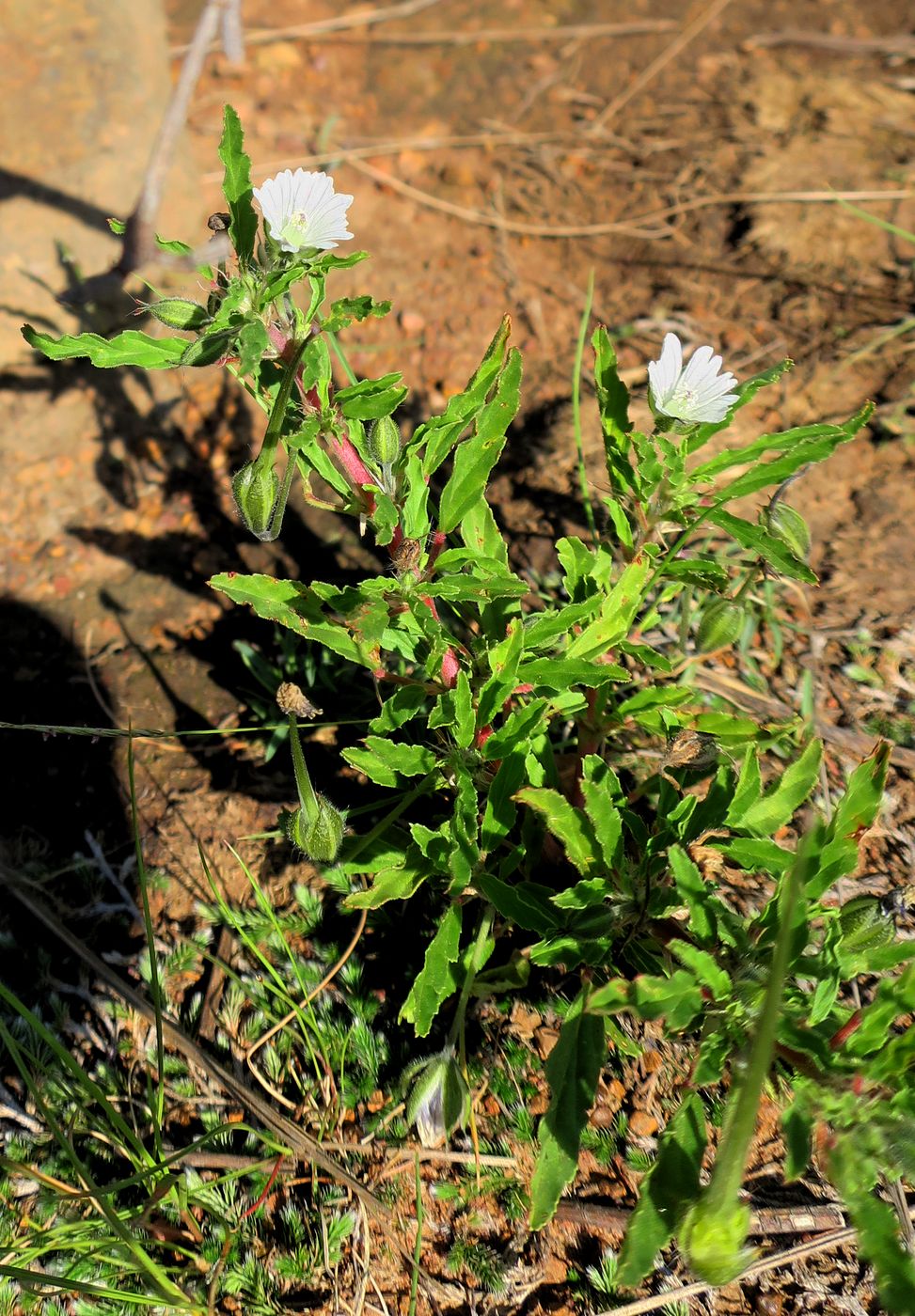 Изображение особи Monsonia angustifolia.