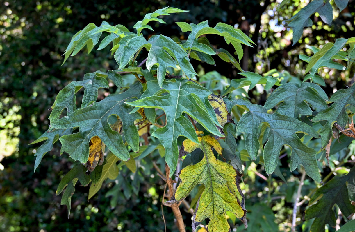 Image of Montanoa bipinnatifida specimen.