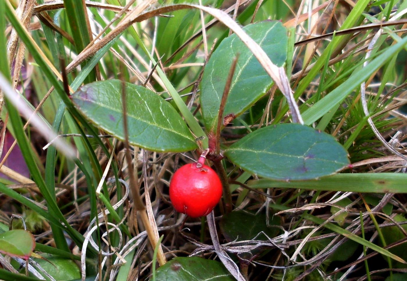 Image of Gaultheria procumbens specimen.