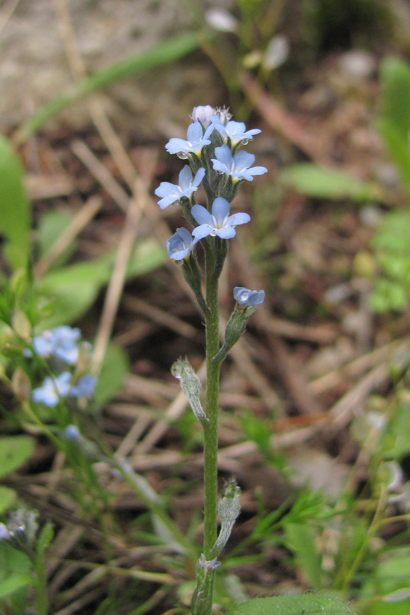 Изображение особи Myosotis incrassata.