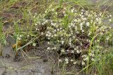 Nasturtium officinale. Цветущие и плодоносящие растения. Дагестан, Магарамкентский р-н, окр. с. Приморский, песчаный пляж, берег ручья. 02.05.2026.