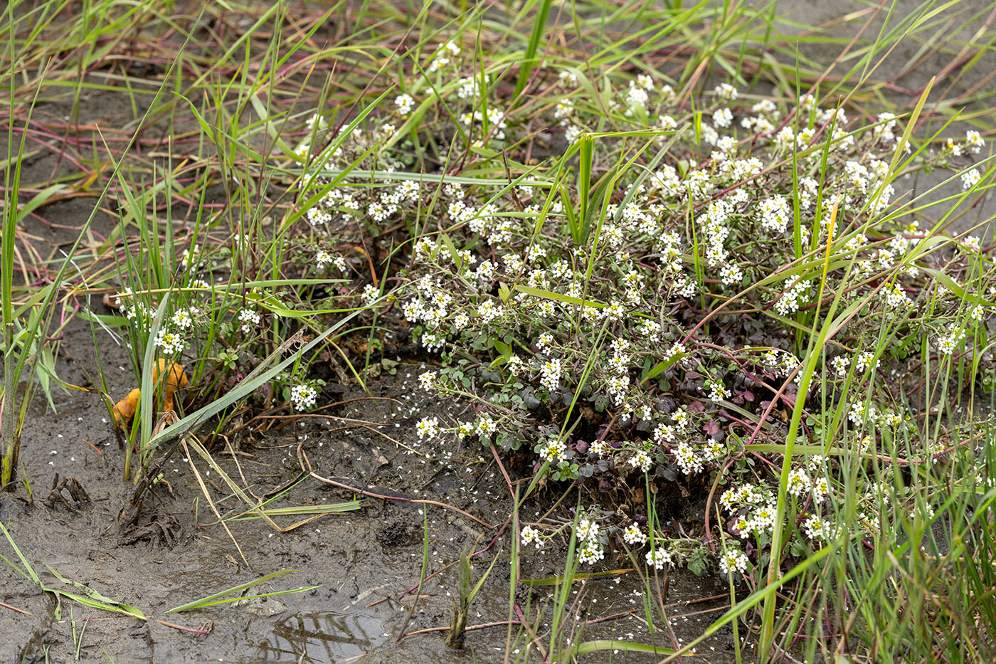 Image of Nasturtium officinale specimen.