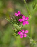 Dianthus armeria