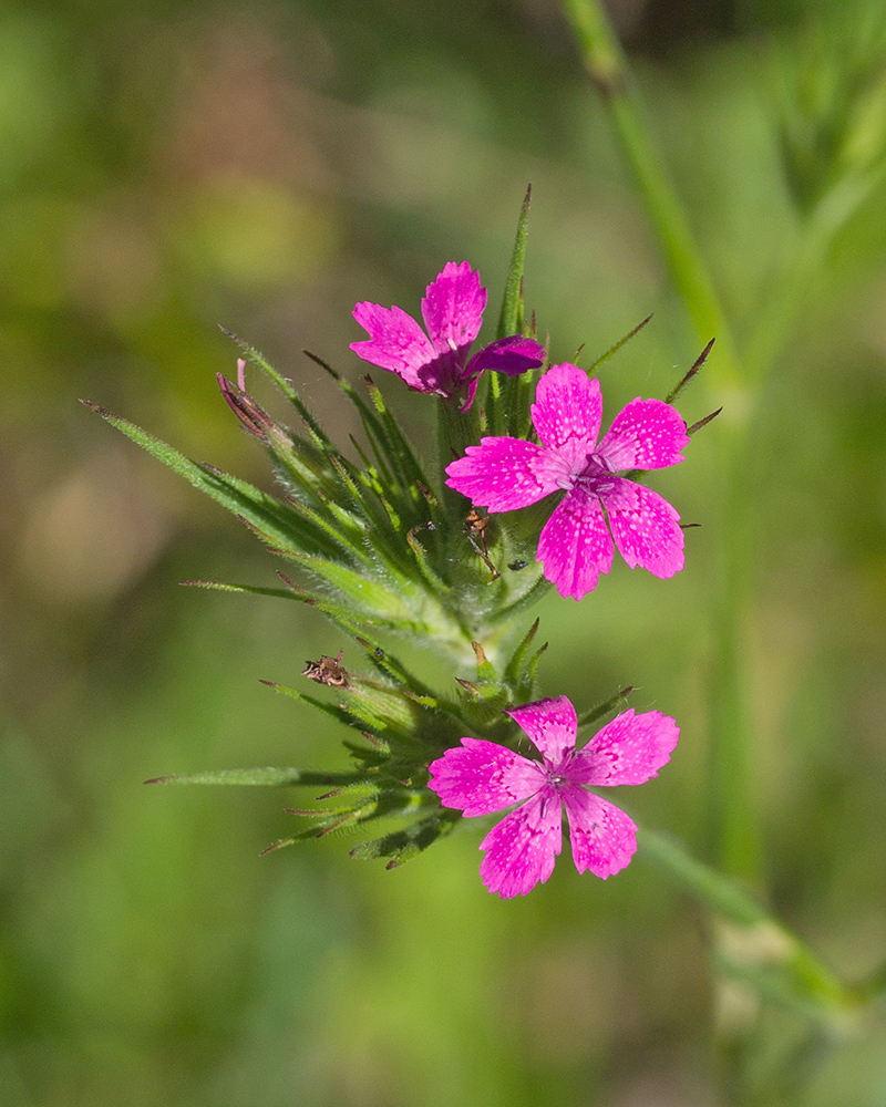 Изображение особи Dianthus armeria.
