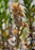 Dittrichia viscosa