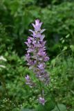 genus Salvia