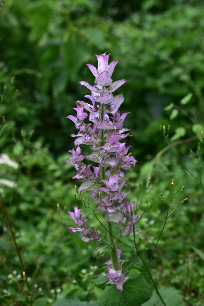 Image of Salvia sclarea specimen.