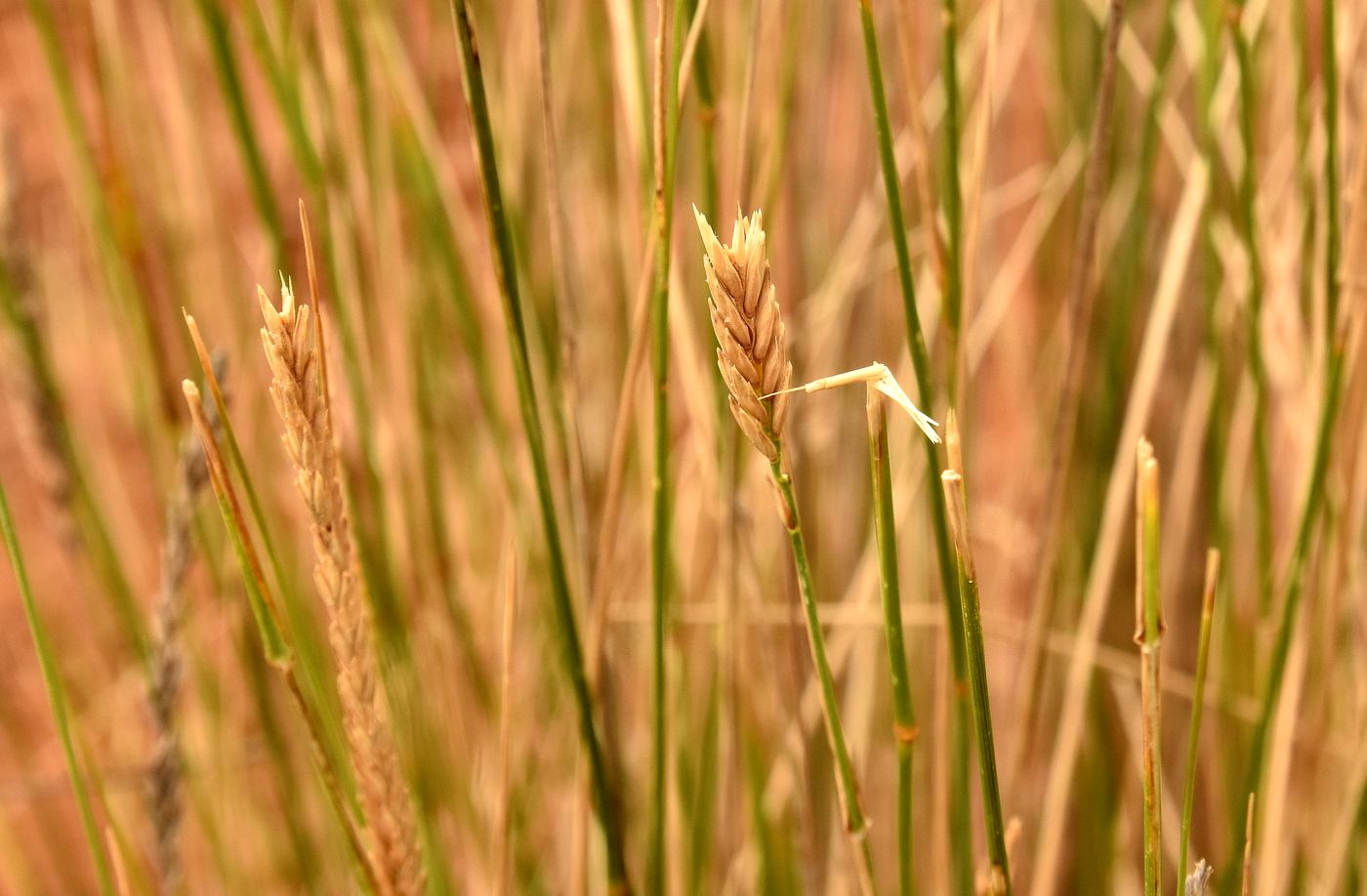 Image of Agropyron fragile specimen.