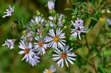 Symphyotrichum novi-belgii. Соцветия. Московская обл., гор. округ Домодедово, низовья р. Пахра, луговой склон. 30.08.2026.