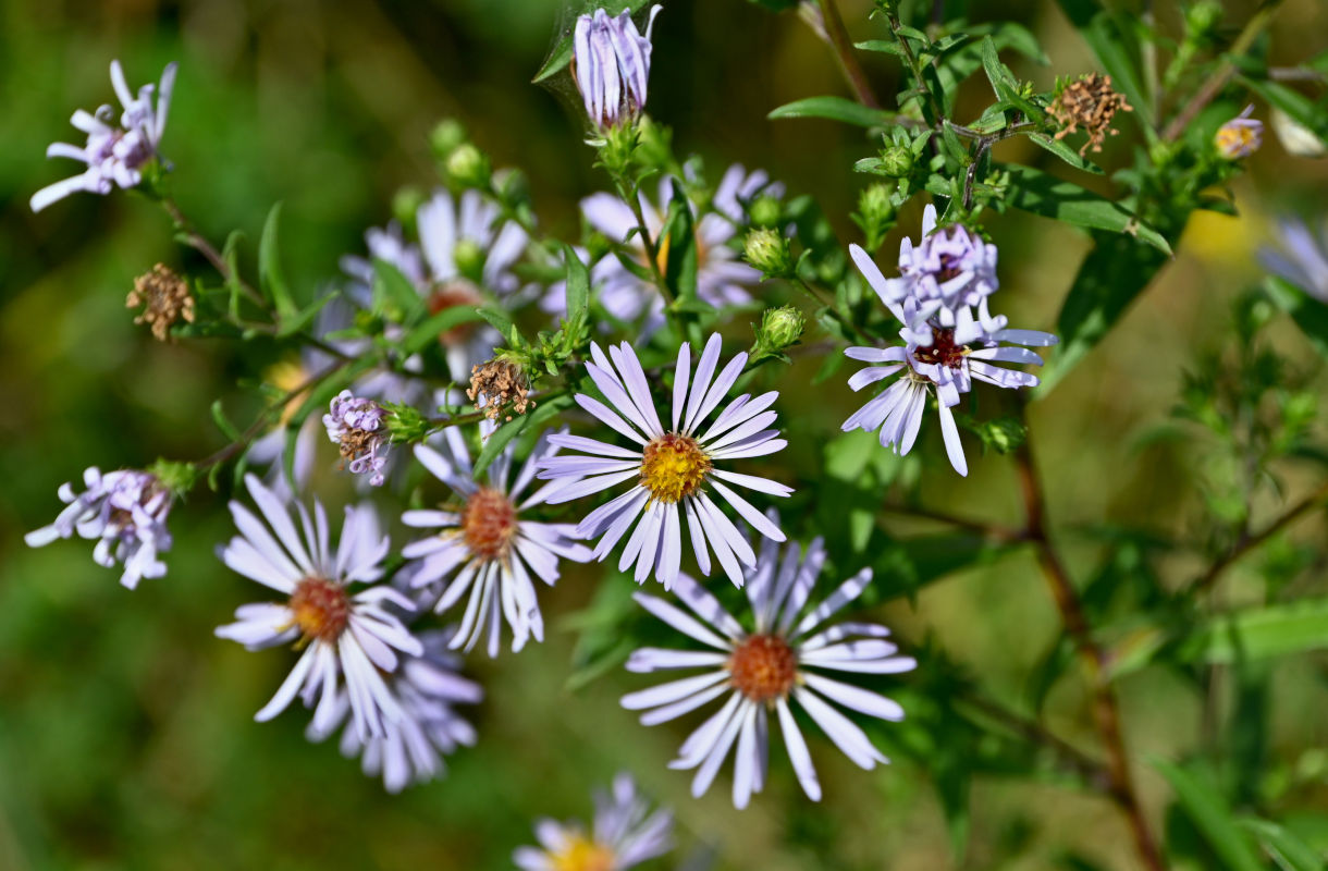 Image of Symphyotrichum novi-belgii specimen.