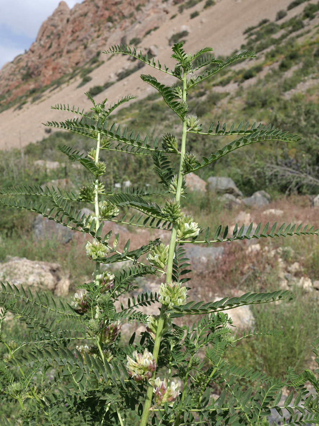 Image of genus Astragalus specimen.