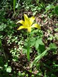 Tulipa anadroma