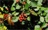 Crataegus submollis. Соплодие со зрелыми плодами. Московская обл., Раменский р-н, окр. дер. Хрипань, садовый участок. 09.09.2026.