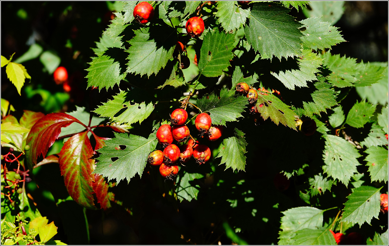Изображение особи Crataegus submollis.