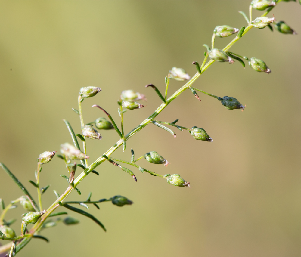 Изображение особи Artemisia macilenta.
