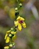 Verbascum sinuatum. Цветок. Португалия, г. Лиссабон, сухой склон. 15.06.2026.
