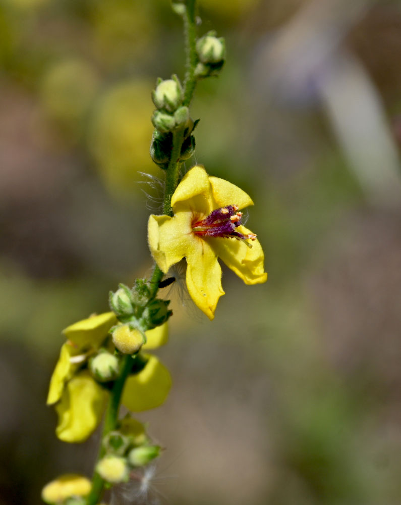 Изображение особи Verbascum sinuatum.