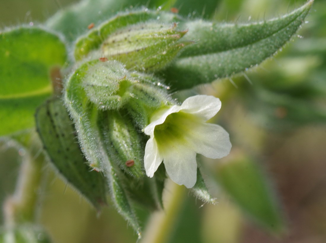 Image of Nonea lutea specimen.
