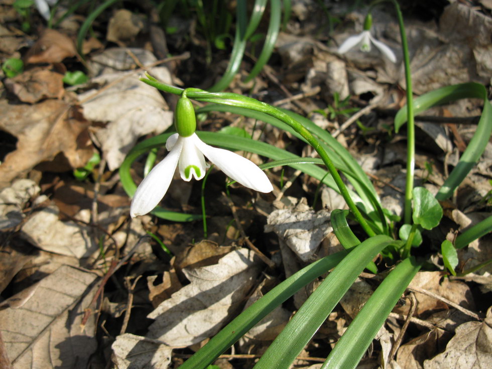 Image of Galanthus caspius specimen.