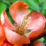 Chaenomeles japonica. Цветок. Ярославская обл., Некоузский р-н, окр. пос. Борок, дачный участок. 03.06.2011.