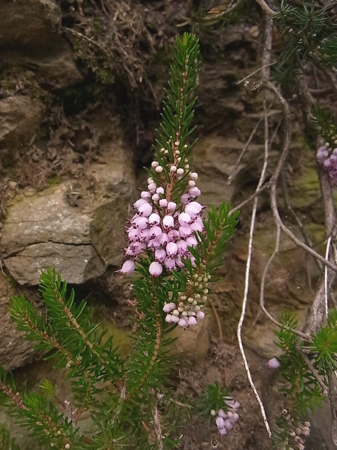 Изображение особи Erica vagans.