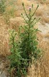 Cirsium vulgare. Цветущее растение. Крым, окр. Феодосии, поселок Курортное, обочина дороги. 3 июля 2011 г.